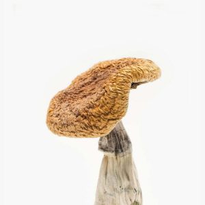 Golden teacher magic mushroom strain