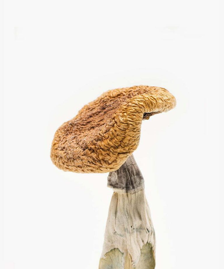 Golden teacher magic mushroom strain