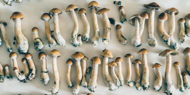 buy magic mushroom
